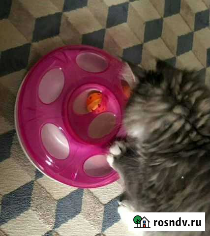 Игрушка для котят Липецк - изображение 1