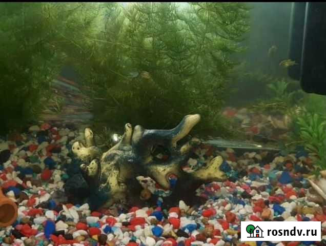 Грот Морской коралл Хабаровск - изображение 1