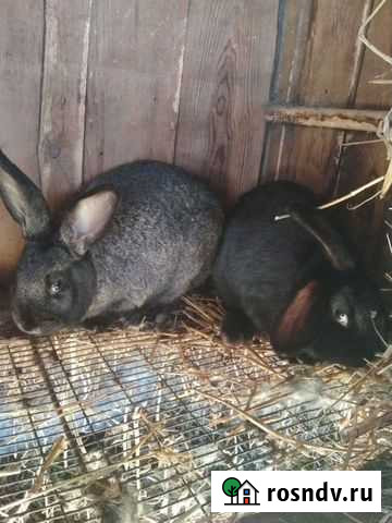 Кролик Майский - изображение 1