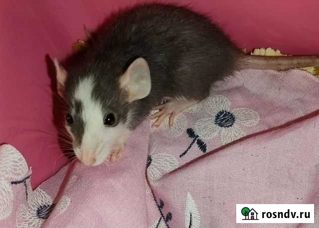 Крыса дамбо Москва - изображение 1