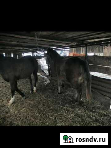 Кобылки Мраково - изображение 1