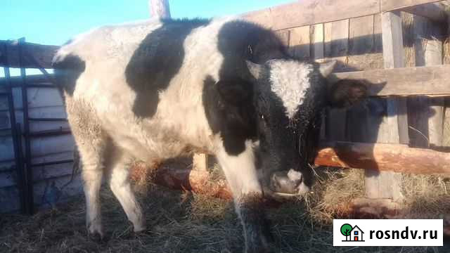 Говядина, баранина Еткуль - изображение 1