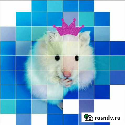 Самые красивые Хомы. (Клетки, Доставка) Москва - изображение 1