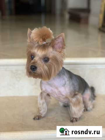 Стрижка собак и кошек, узи-чистка зубов Воскресенское - изображение 1