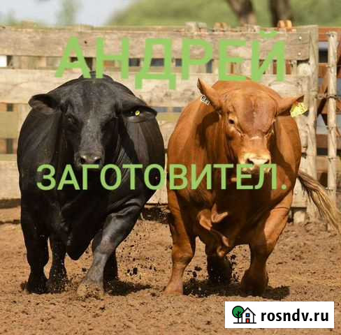 Коров быков тёлок Славянск-на-Кубани - изображение 1