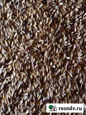 Ячмень Сарапул - изображение 1