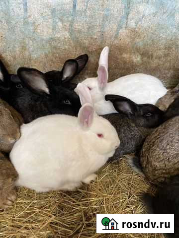 Продам кроликов Москва - изображение 1