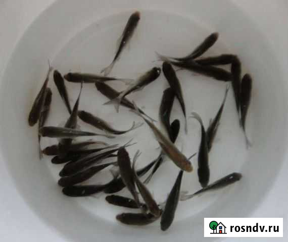 Живец карася, плотвы, уклейки Вязьма - изображение 1