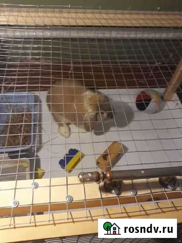 Декоративный кролик + вальер (клетка) Омск - изображение 1