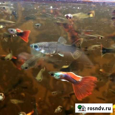 Рыбки гуппи Ростов-на-Дону - изображение 1