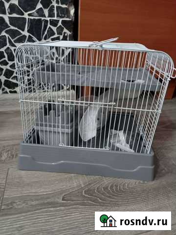 Морские свинки Березовский - изображение 1