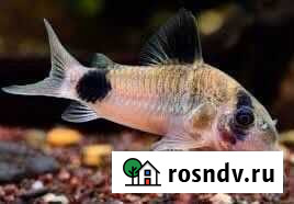 Аквариумные сомы Курган - изображение 1