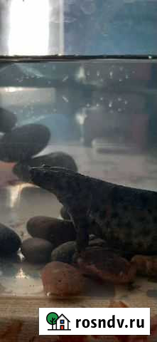 Тритоны,иглистые,ребристые Иркутск - изображение 1