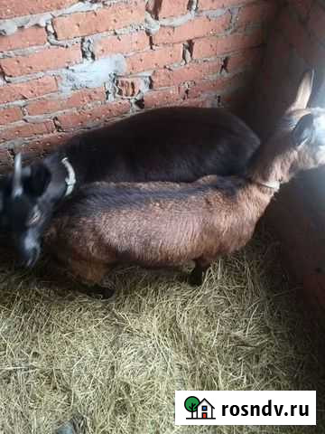 Козочки альпочешки Старомышастовская - изображение 1