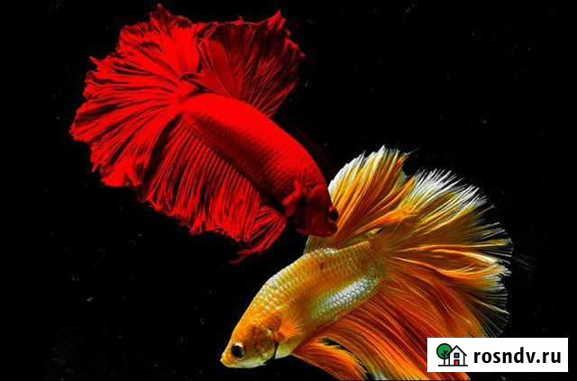 Рыбки на Новый Год Казань - изображение 1