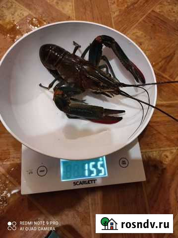 Австралийский рак Саратов - изображение 1
