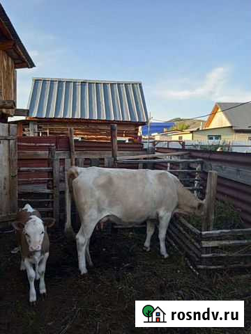 Корова Магнитогорск - изображение 1