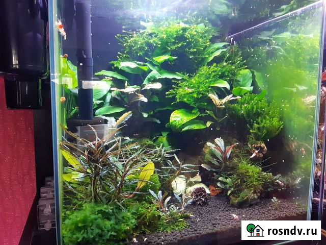 Буцифаландры, Анубиасы Зверево - изображение 1