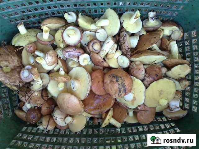 Грибы маслята свежие Ульяновск - изображение 1