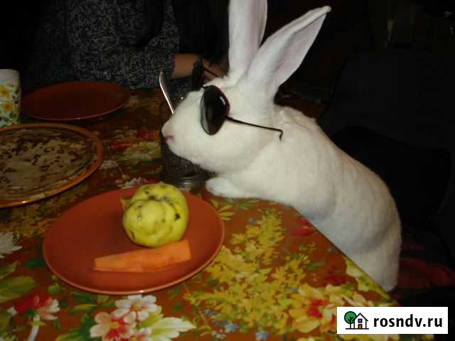 Кролики на прокат и не только Агалатово - изображение 1