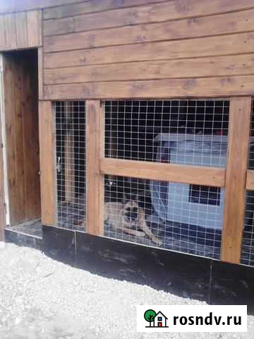 Передержка собак на время вашего отпуска Обнинск - изображение 1