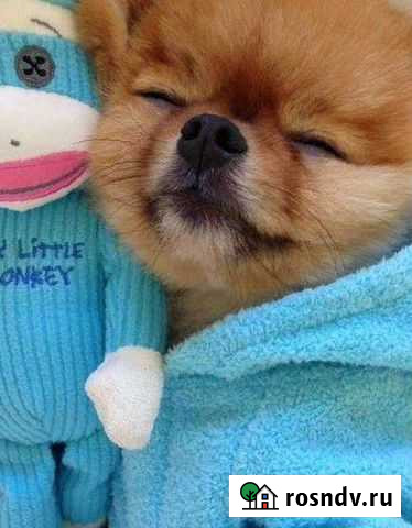 Передержка мелких собак Петропавловск-Камчатский - изображение 1