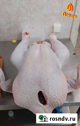 Мясо индейки оптом Токсово - изображение 1