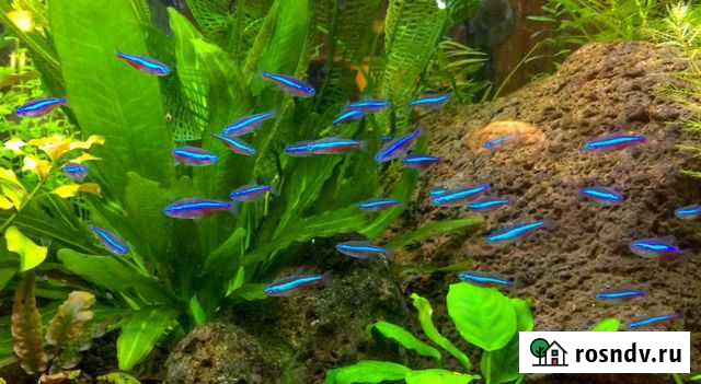 Аквариумные рыбки Сыктывкар - изображение 1