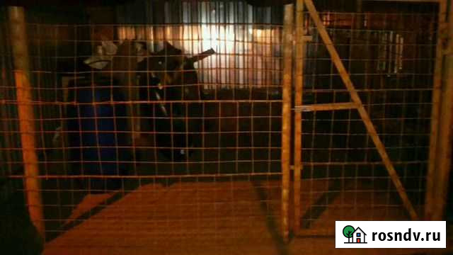 Передержка, гостиница для животных Ступино - изображение 1