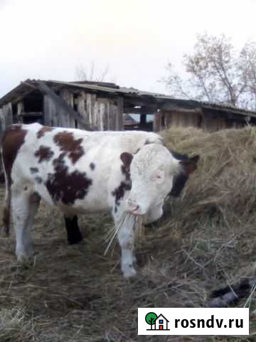 Бык Раевский - изображение 1