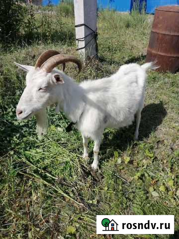 Коза Челябинск - изображение 1