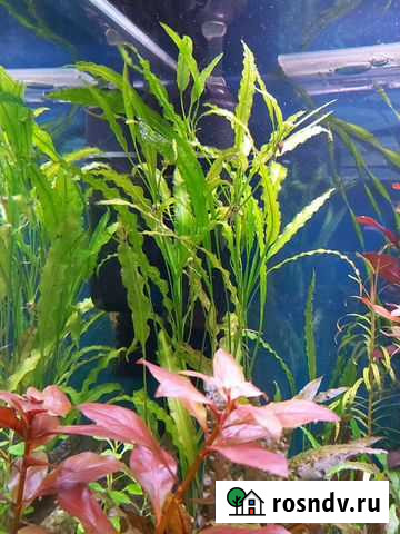 Апоногетон Живородящий Липецк - изображение 1