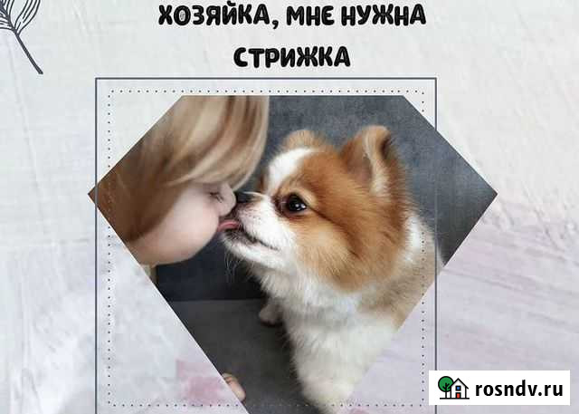 Делаю самые красивые стрижки вашим питомцам Олонец - изображение 1