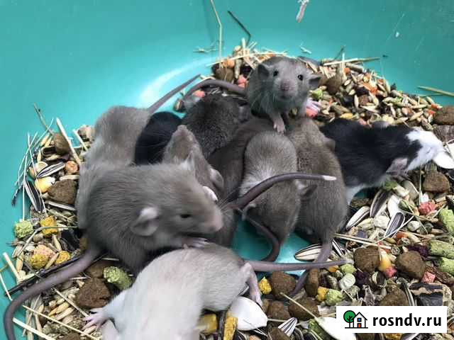 Крысята дамбо Москва - изображение 1