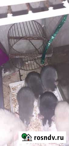 Декоративные крысята Томск - изображение 1