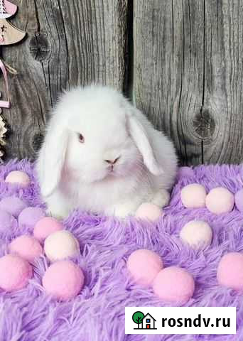 Карлики Минилопы (miniature lop) Уфа - изображение 1