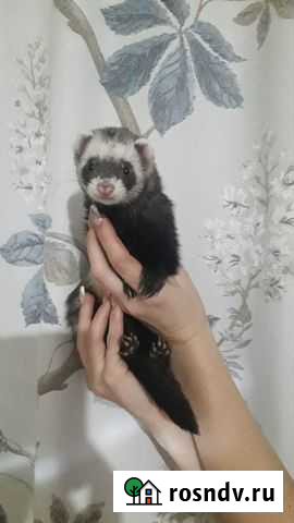 Ищем жениха для хорька Магадан - изображение 1