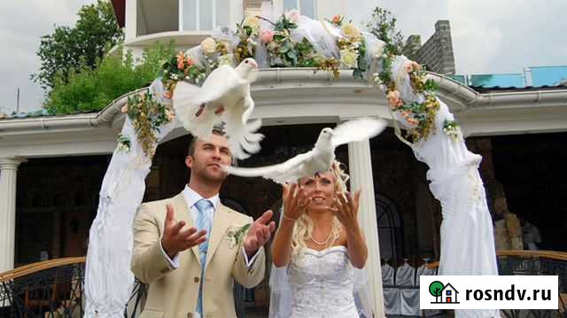 Голуби На свадьбу Знаменск - изображение 1