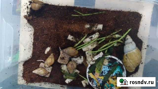 Отдам улиток Санкт-Петербург - изображение 1