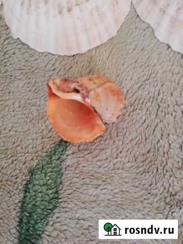 Ракушки морские Самара - изображение 1