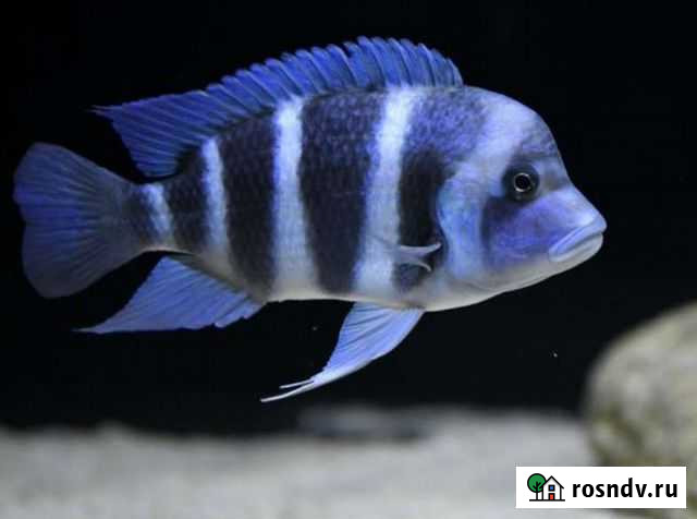 Фронтоза Благовещенск - изображение 1