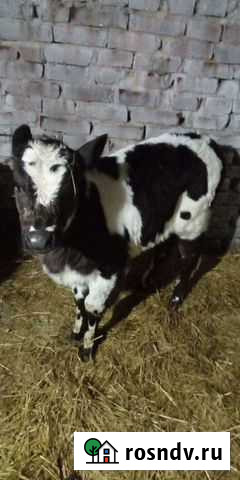 Тёлка Чистополь - изображение 1