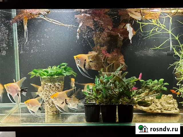 Сом анциструс, анубиас Мурино - изображение 1