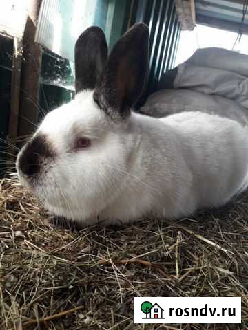 Кролик Прокопьевск - изображение 1