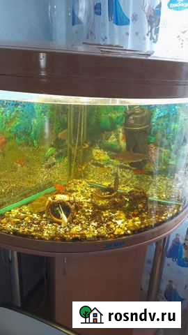 Аквариум на 200 литров Казань - изображение 1