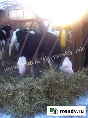 Бычки телочки телята Тбилисская - изображение 1