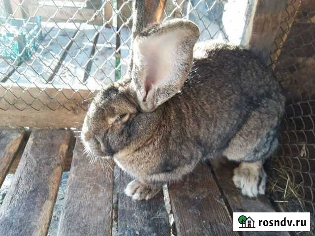 Кролики Симферополь - изображение 1