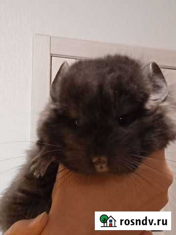 Шиншиллята Екатеринбург - изображение 1