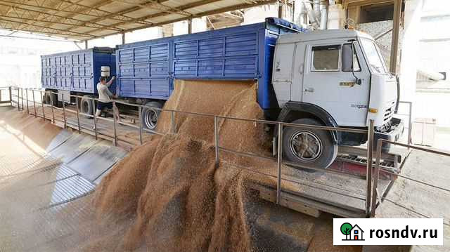 Зерновозы Перевозка с/к культур Тамбов - изображение 1