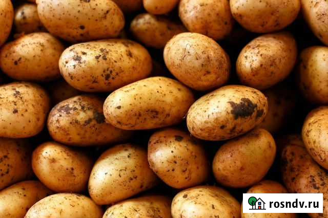 Картофель на еду Череповец - изображение 1